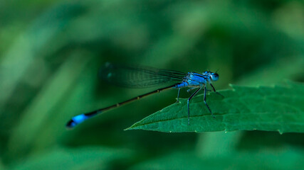 blue dragonfly on a plant on a summer evening