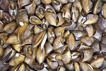 live fresh Zebra mussels for sale in a tray at local market in Phuket Thailand