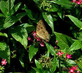 A macro shot of a speckled wood butterfly sitting on a red flower in a garden. 
