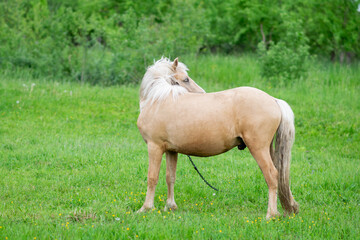 Golden horse grazes in a field on green grass.