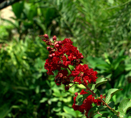 Beautiful Red cockscomb flower isolated on a natural background. Close-up of a red, fluffy. Scarlet, fluffy flowers in a garden, Bangladesh. It is Chinese Wool Flower. Red Flowers Propagated by seeds.