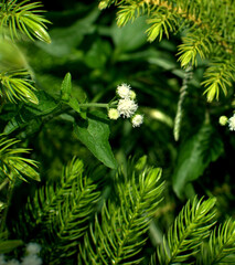 White flowers on green honeysuckle plant,  Green leaves pattern background, Natural background and...