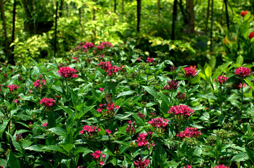 Fototapeta na wymiar Red tropical milkweed, Milkweeds As Honey Plants Bee Culture. Red flowers of tropical milkweed, close-up, defocused background. 