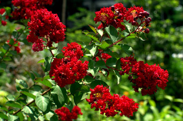 Beautiful Red cockscomb flower isolated on a natural background. Close-up of a red, fluffy. Scarlet, fluffy flowers in a garden, Bangladesh. It is Chinese Wool Flower. Red Flowers Propagated by seeds.