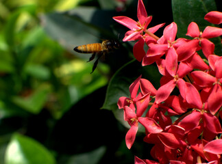 Honey bee collects nectar on flowers red tropical milkweed (Asclepias syriaca) closeup. Milkweeds As Honey Plants Bee Culture. macro shot of busy little honey bee sitting on a blooming herb in summer.