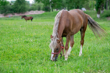 Silvery bay horse in a field on a paddock.