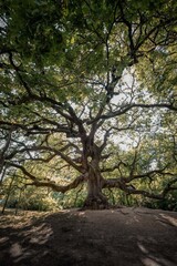 quercia delle streghe