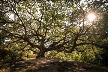 quercia delle streghe