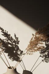 Dry pampas grass / reed in stylish vase. Shadows on the wall. Silhouette in sunlight