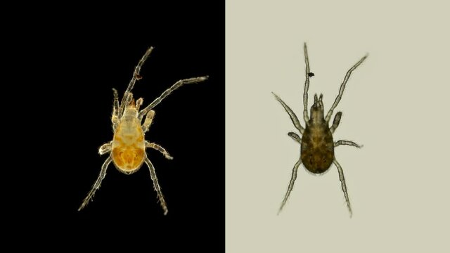Acari(mite) under a microscope, order of the Mesostigmata, Arachnida class, has more than 8000 species, visible work of internal organs