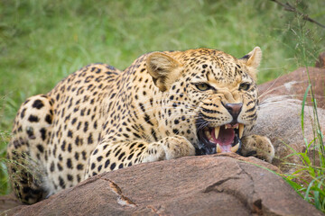 Fototapeta na wymiar An aggressive male leopard snarling and crouching behind a big rock in Kruger Park South Africa
