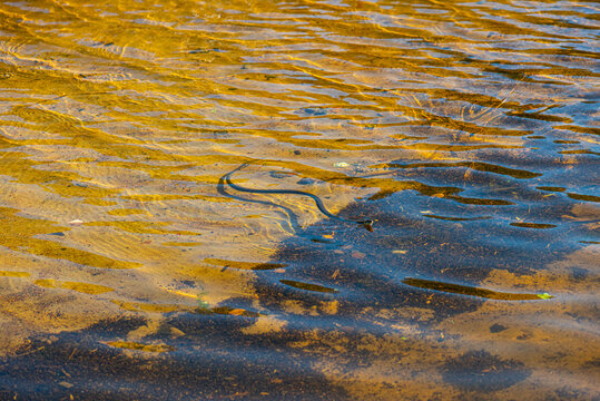 Grass snake, natrix natrix, swimming in a sunny lake.