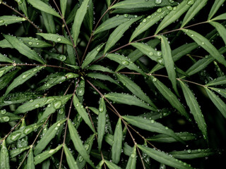 雨に濡れる植物の青葉　6月