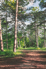 Obraz premium Forest in spring, natural background