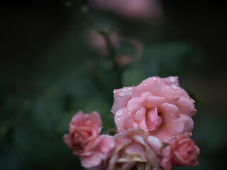 雨の日に咲くバラの花　6月