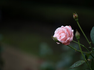 雨の日に咲くバラの花　6月
