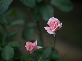 雨の日に咲くバラの花　6月