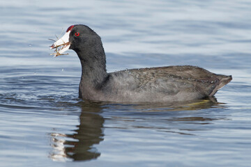 American Coot feeding