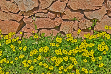 The flowering Oxalis pea-caprice Cape Sorrel growing wild against a dry-stone wall inthe Akamas Paphos Cyprus