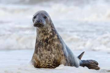 Atlantic Grey Seal young female