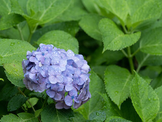 雨に濡れる紫陽花の花　6月