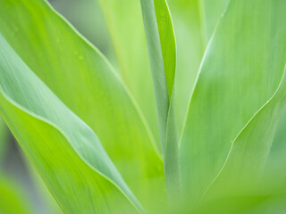 Obraz premium 雨に濡れる植物の青葉 6月