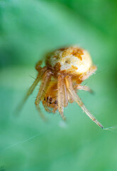 Fototapeta premium beautiful macro closeup shots of insects