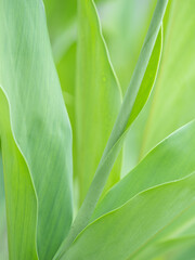 雨に濡れる植物の青葉　6月