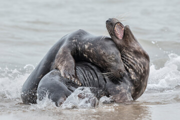 Fototapeta premium Atlantic Grey Seal young couple courtship play