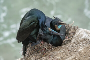 Brandt's Cormorant pair displaying at nest site