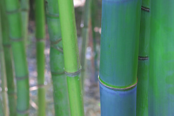 Fototapeta na wymiar Bamboo green forest, bamboo stem close up, asian nature