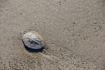 sand dollar sea shell on the beach
