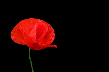 Red poppy blooming in a field on a black background