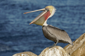 Californian Brown Pelican showing throat patch