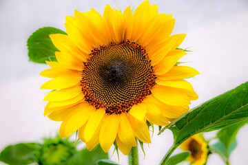 Sunflower with blue background