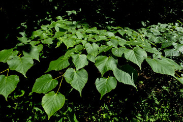 Zielone liście akacji w lesie na tle runa