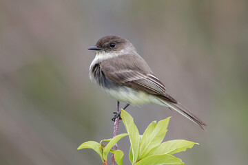 Eastern Phoebe