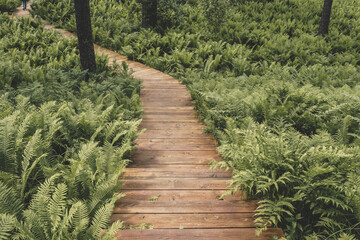 Obraz premium drewniana ścieżka w pięknym lesie