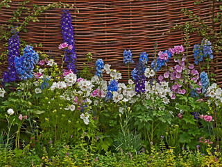 A colourful flower border with mixed planting  including white and pink lavatera, delphiniums...