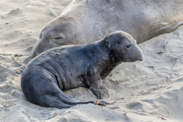 Northern Elephant Seal day old pup
