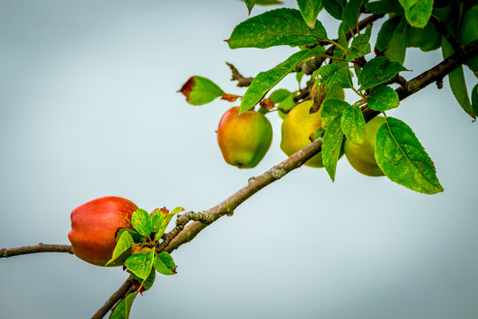 A delicious red apple growing on a tree