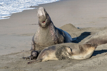 Northern Elephant Seal displaying dominance