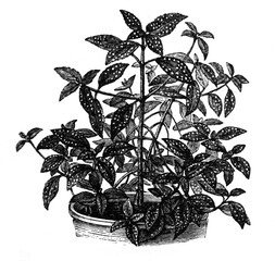 Foliage plant Sonerila / Antique engraved illustration from Brockhaus Konversations-Lexikon 1908	