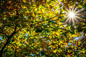 Rays of sun shinning through branches