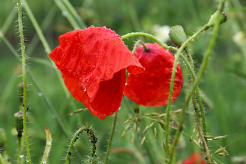 Naklejka premium Blooming poppies after the rain