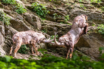 Two rams fighting on a rock cliff