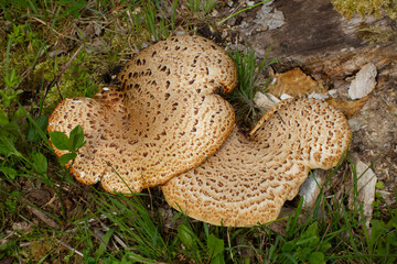 Close up of a basidiomycete bracket fungus and trametes on a tree stump also called Polyporus squamosus or Schuppiger Stielporling