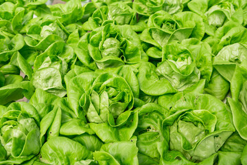 Lettuce farming, Downy mildew lettuce, problem and serious disease for lettuce, damage lettuce leaves