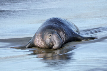 Northern Elephant Seal young bull