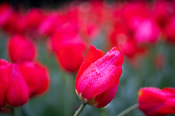 Tulip red in early spring